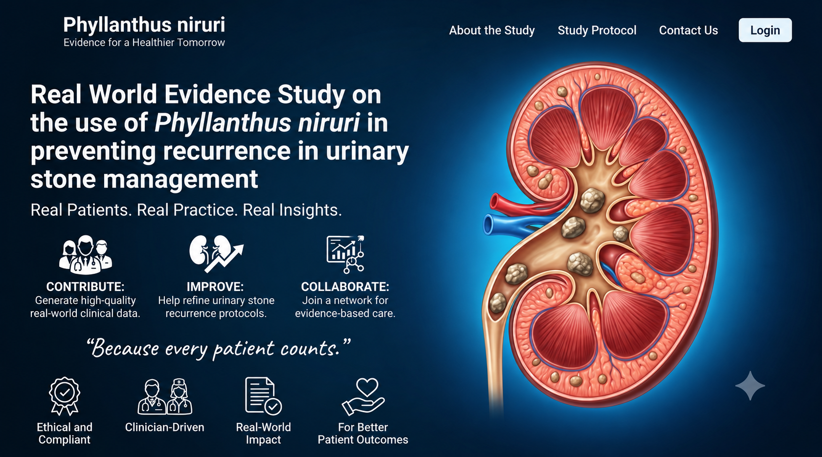 Kidney illustration surrounded by Phyllanthus niruri leaves